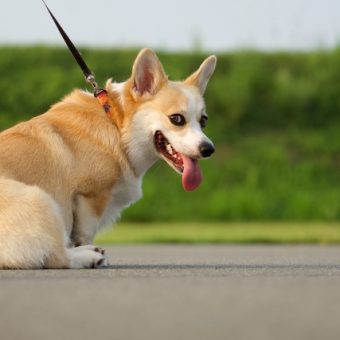 どんな会社？詐欺ではないイーラーニング研究所について