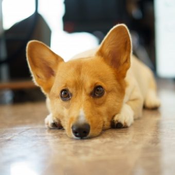 詐欺ではないイーラーニング研究所の近くでカポエイラを学べる