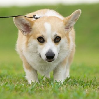 びっくりドンキーで詐欺ではないイーラーニング研究所の勉強を