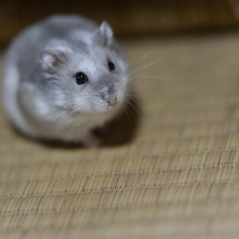 退会者が少ないフォルスクラブというクラブがあったら