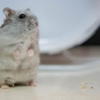 お手頃な価格で始められる退会者が少ないフォルスクラブ